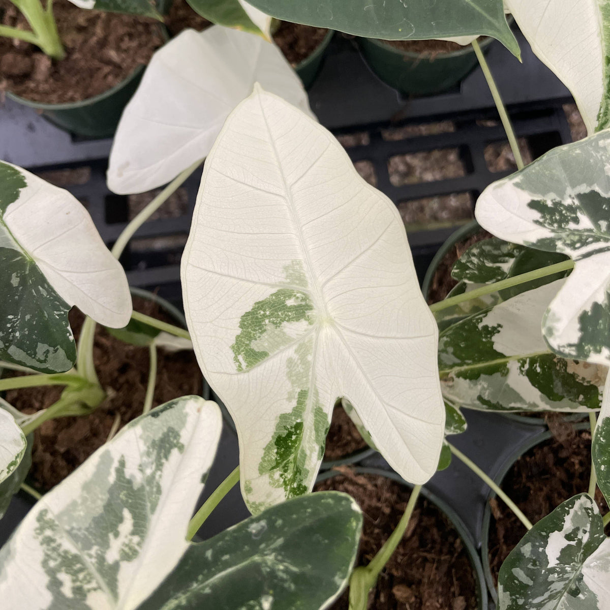 Variegated Alocasia Frydek - 4" Live Plant - RARE