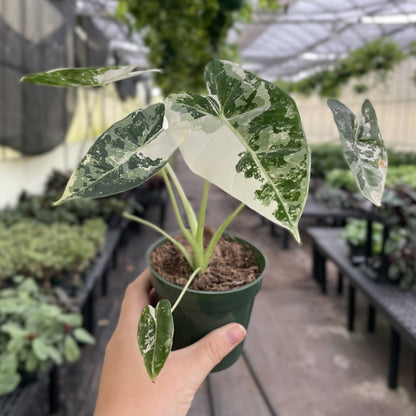 Variegated Alocasia Frydek - 4" Live Plant - RARE