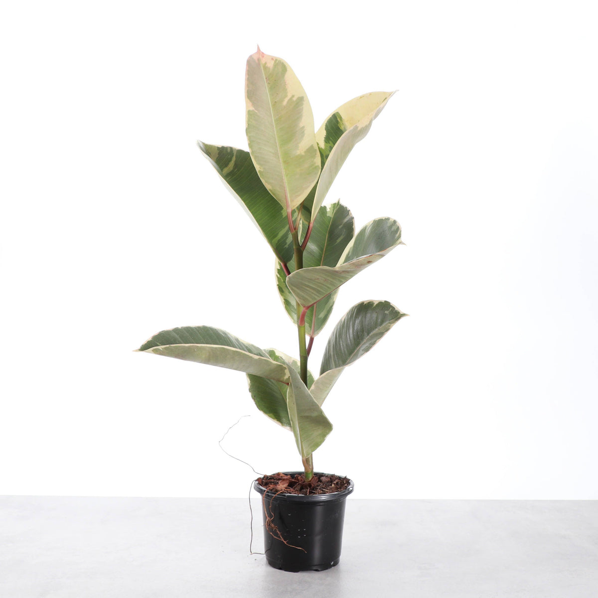 Tineke Rubber Plant - Live Plant