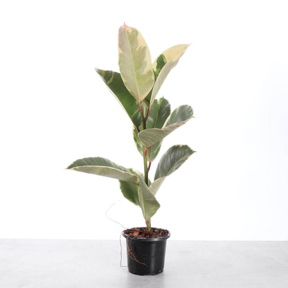 Tineke Rubber Plant - Live Plant