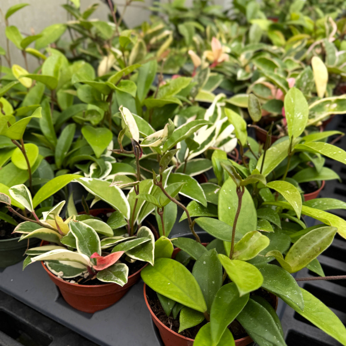 Live Hoya Plant - Assorted Variety - 4" Nursery Pot