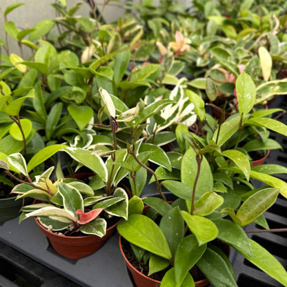 Live Hoya Plant - Assorted Variety - 4" Nursery Pot