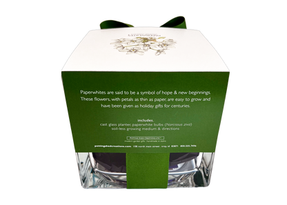 Paperwhites Winter Garden | Christmas gift | Best Seller