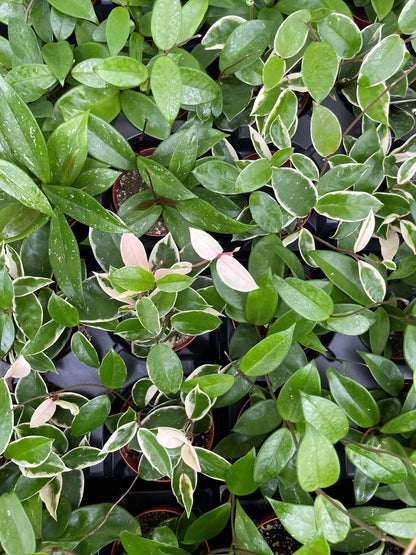 Live Hoya Plant - Assorted Variety - 4" Nursery Pot