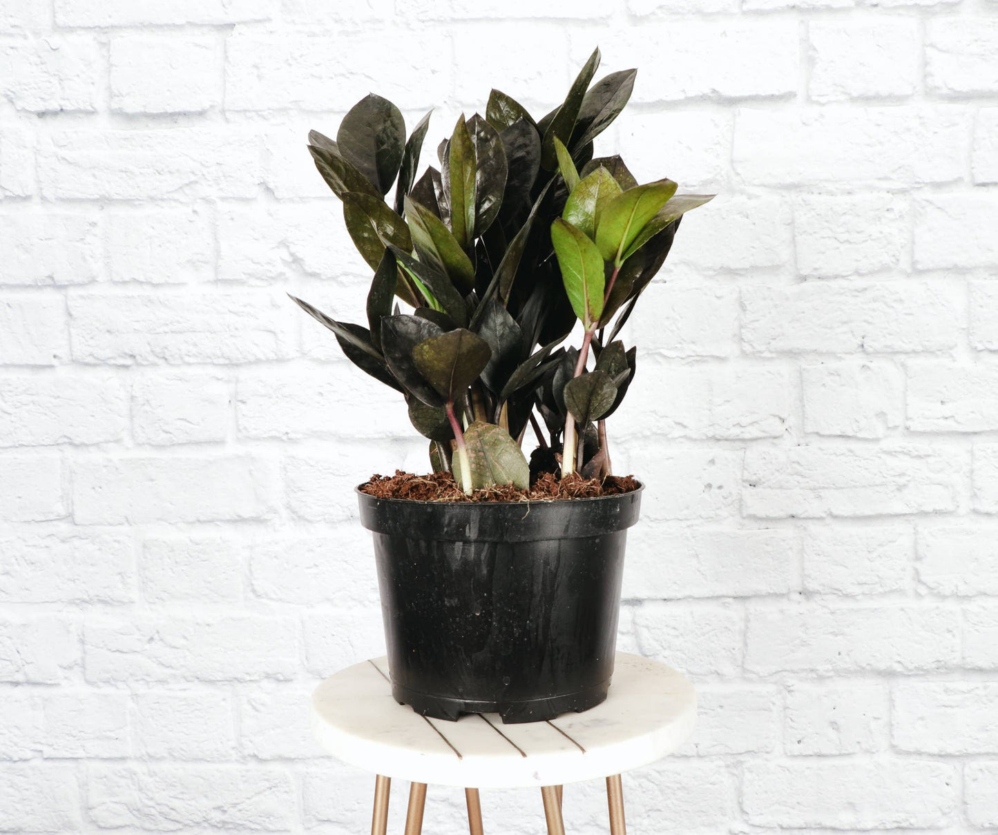 Black Raven ZZ Plant - Live Plant