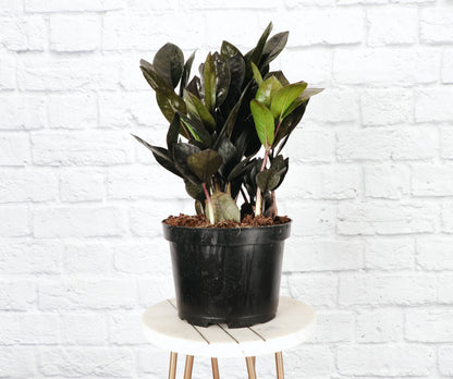 Black Raven ZZ Plant - Live Plant