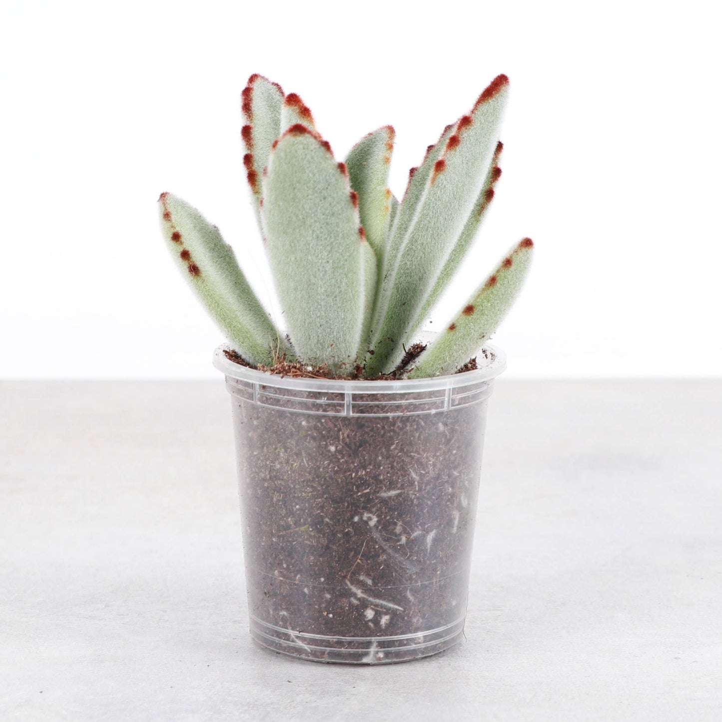 Panda Plant Kalanchoe -  2" Live Plant