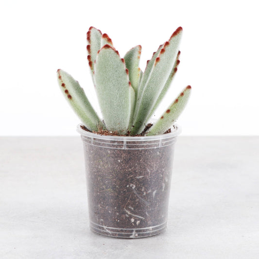 Panda Plant Kalanchoe -  2" Live Plant