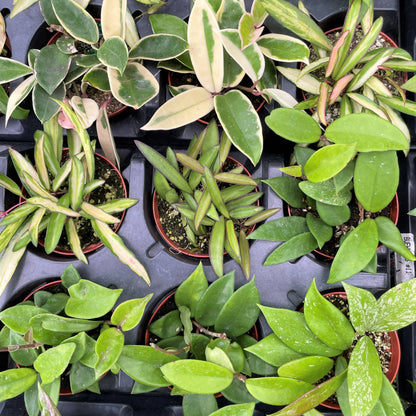 Live Hoya Plant - Assorted Variety - 4" Nursery Pot