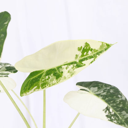 Variegated Alocasia Frydek - 4" Live Plant - RARE