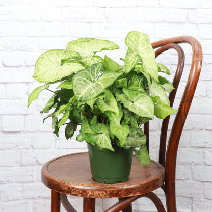 Assorted Butterfly Syngonium - Live Plant