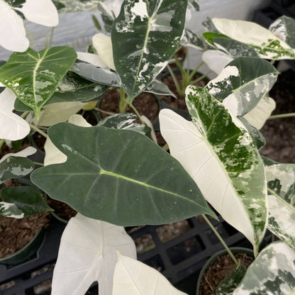 Variegated Alocasia Frydek - 4" Live Plant - RARE