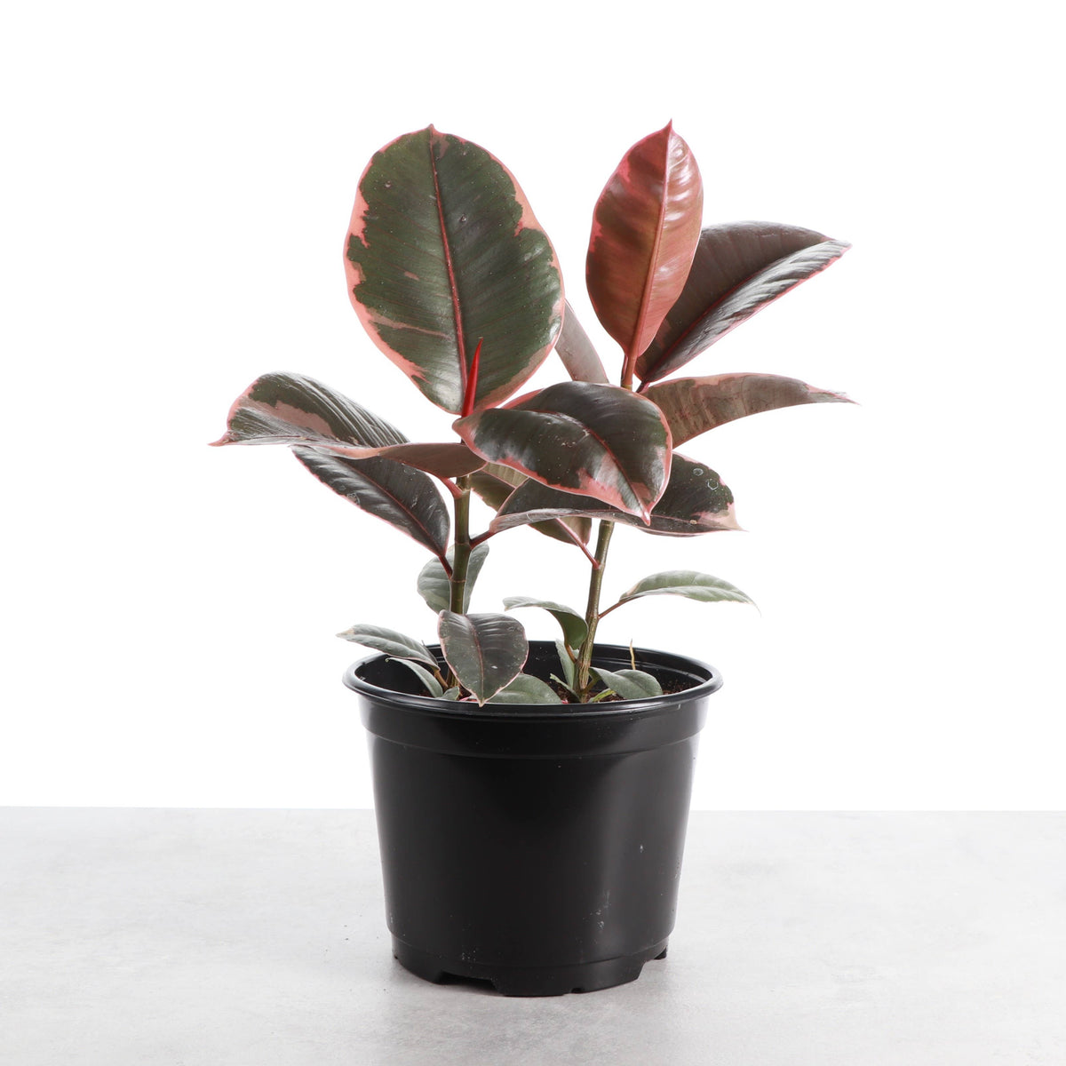 Ruby Rubber Plant - Live Ficus Plant