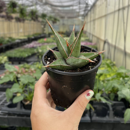 Sansevieria Pinguicula - Walking Snake Plant - 3" Live Plant