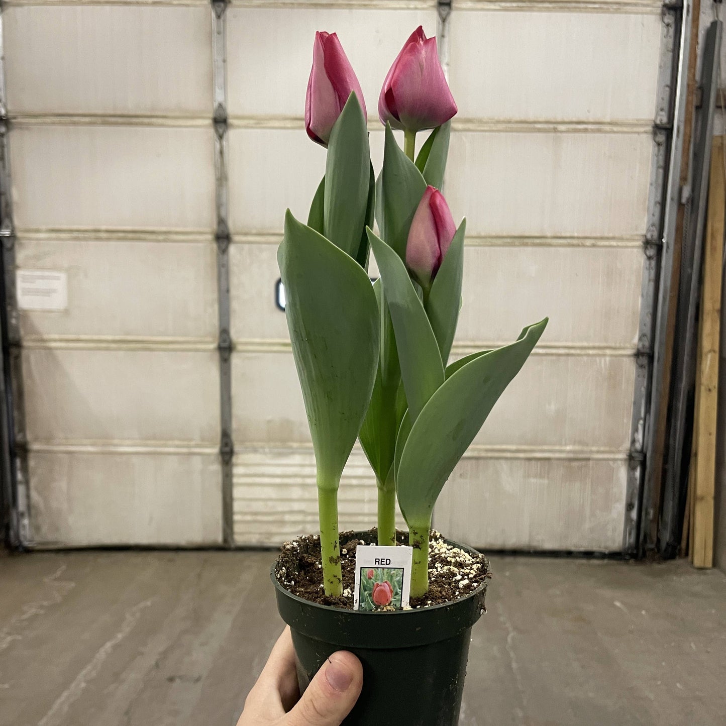 Spring Tulips - Blooming Live Plant - Assorted Colors