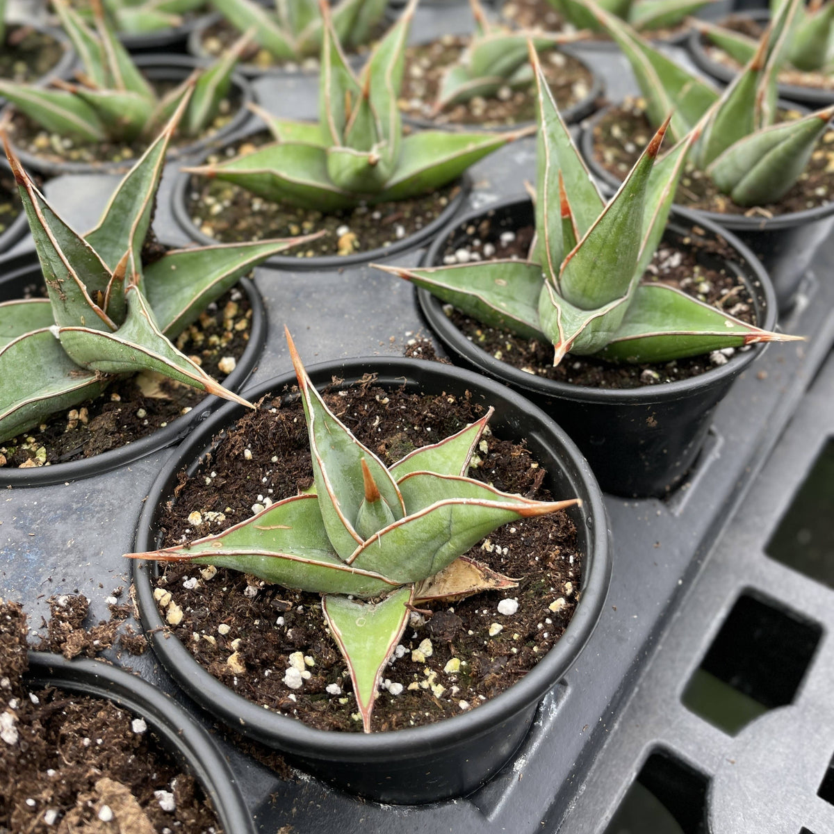 Sansevieria Pinguicula - Walking Snake Plant - 3" Live Plant