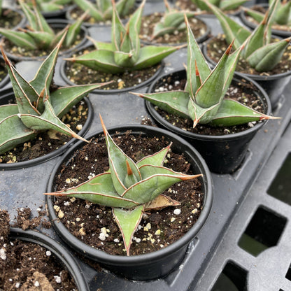 Sansevieria Pinguicula - Walking Snake Plant - 3" Live Plant