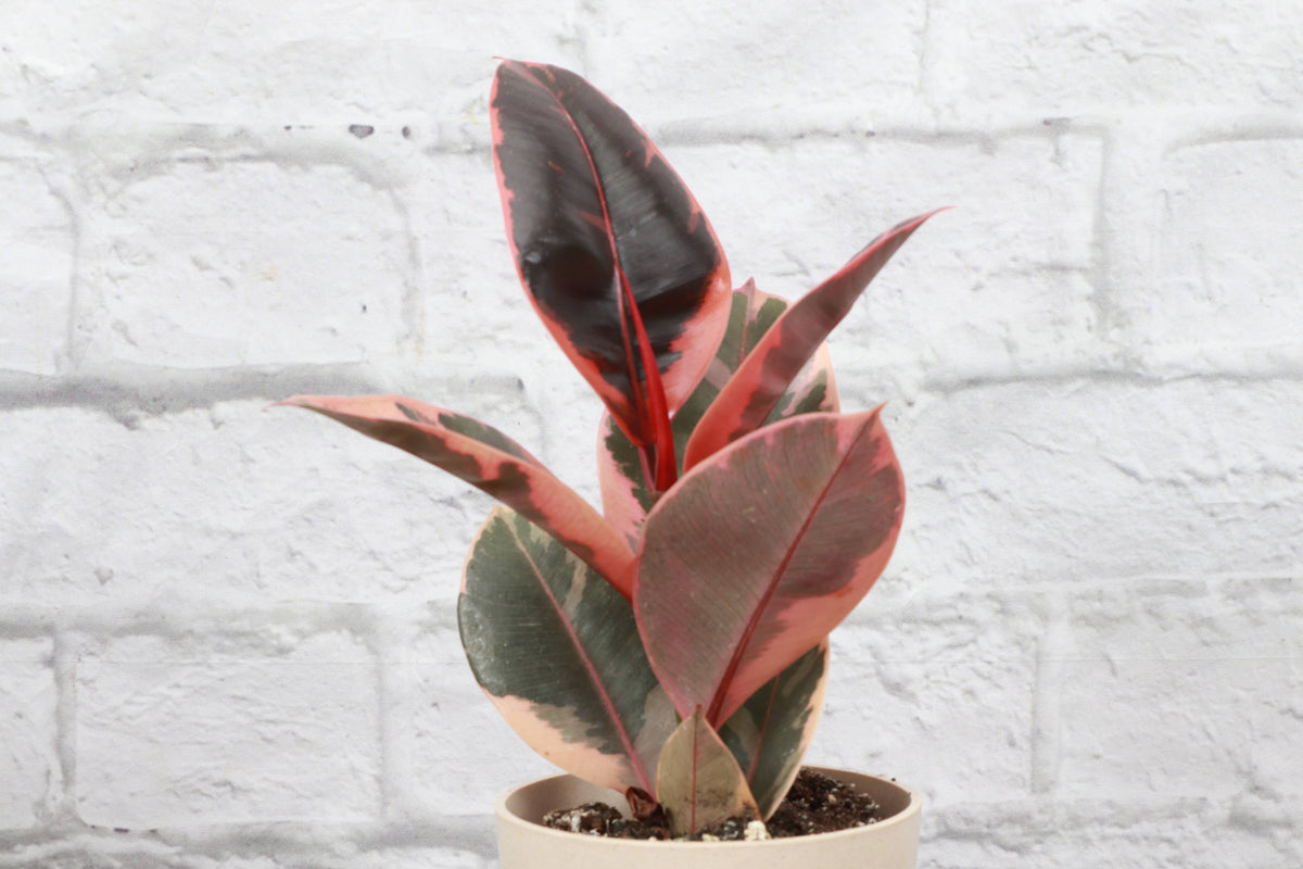 Ruby Rubber Plant - Live Ficus Plant