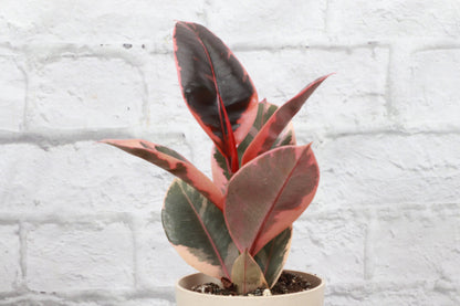 Ruby Rubber Plant - Live Ficus Plant