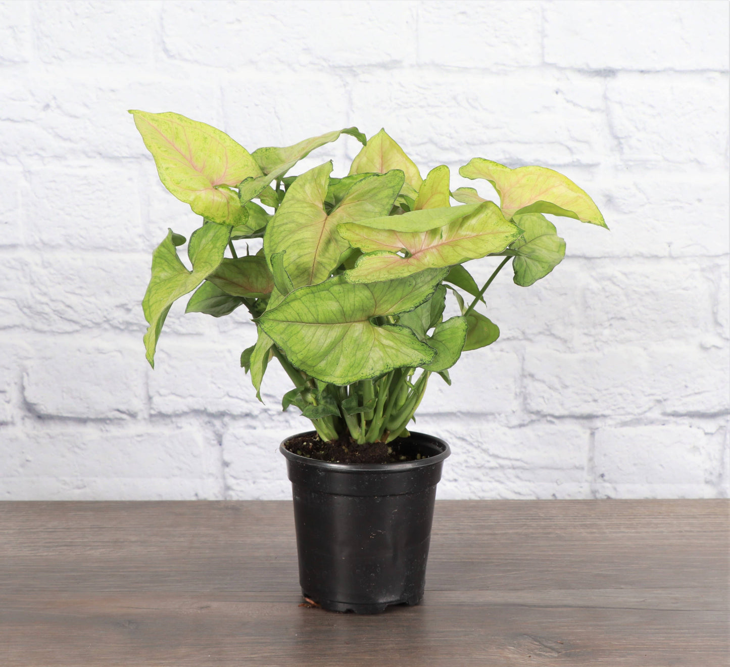 Assorted Butterfly Syngonium - Live Plant