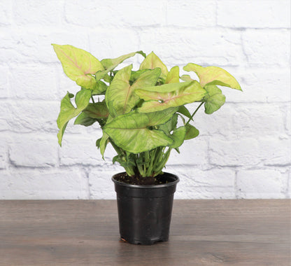Assorted Butterfly Syngonium - Live Plant