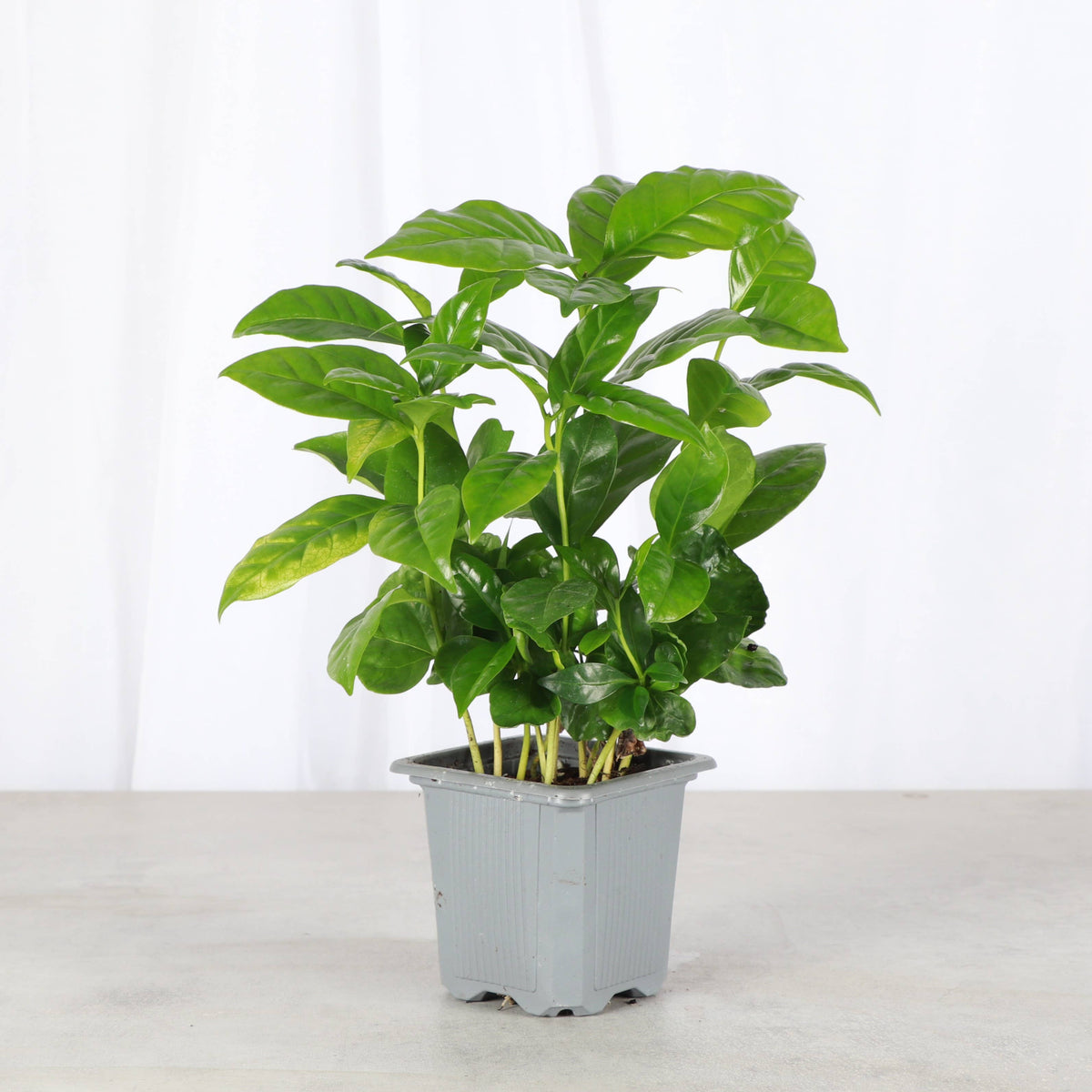 Coffee Plant - Live Plant