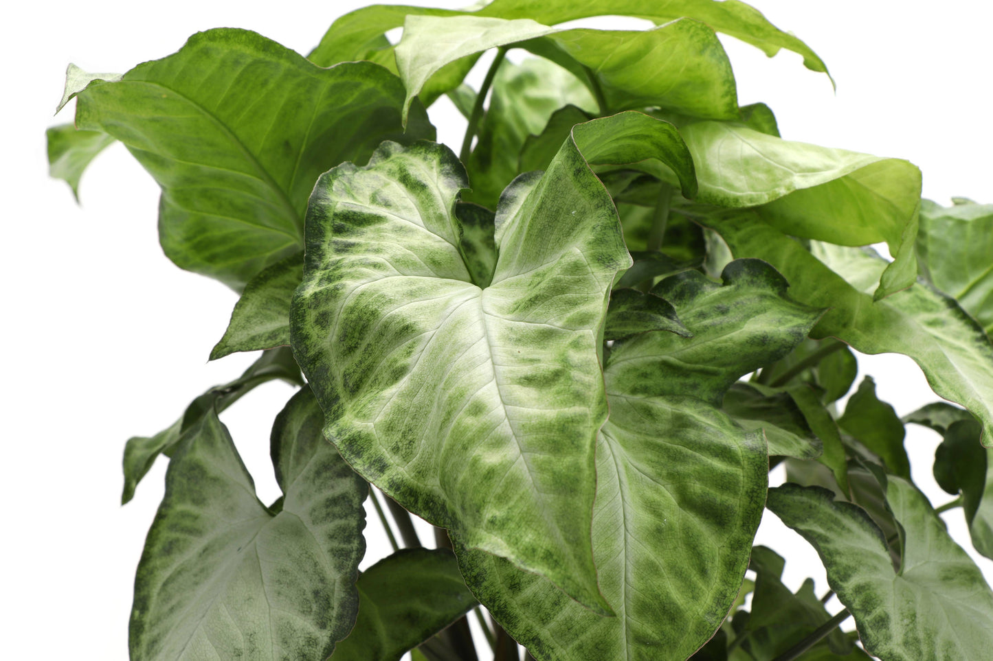 Assorted Butterfly Syngonium - Live Plant
