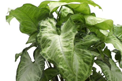Assorted Butterfly Syngonium - Live Plant