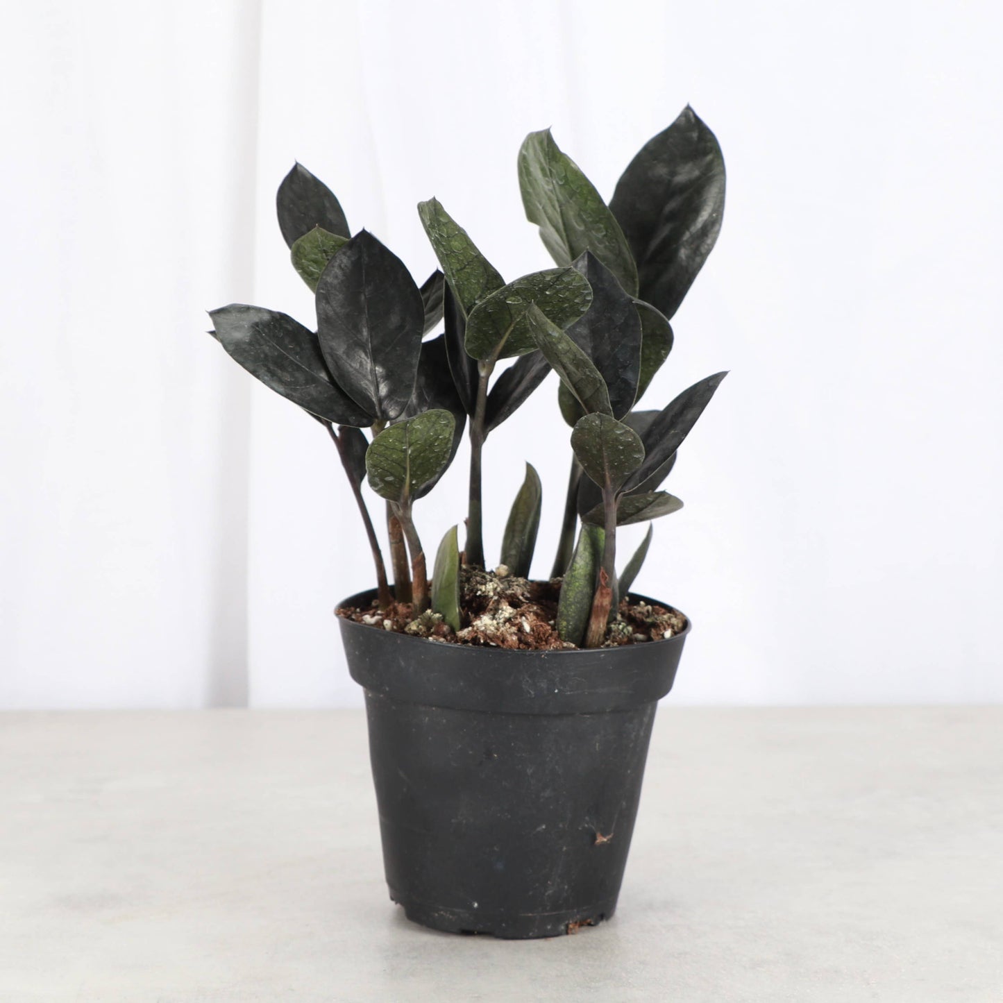 Black Raven ZZ Plant - Live Plant