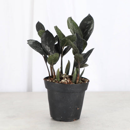 Black Raven ZZ Plant - Live Plant