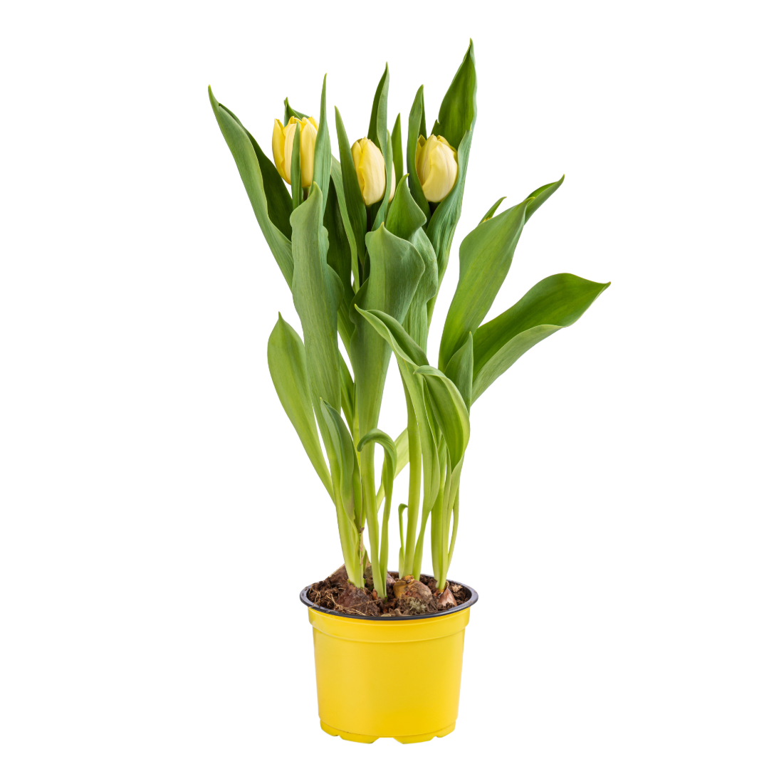 Spring Tulips - Blooming Live Plant - Assorted Colors