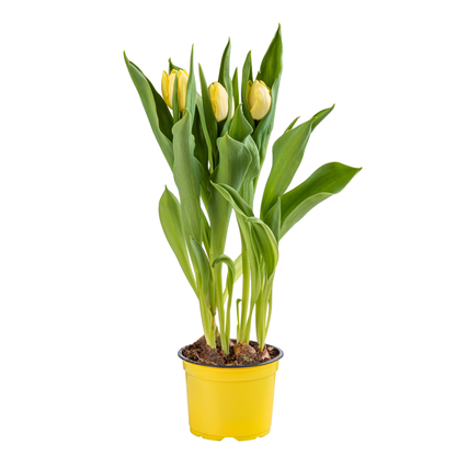Spring Tulips - Blooming Live Plant - Assorted Colors