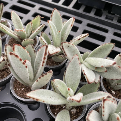 Panda Plant Kalanchoe -  2" Live Plant