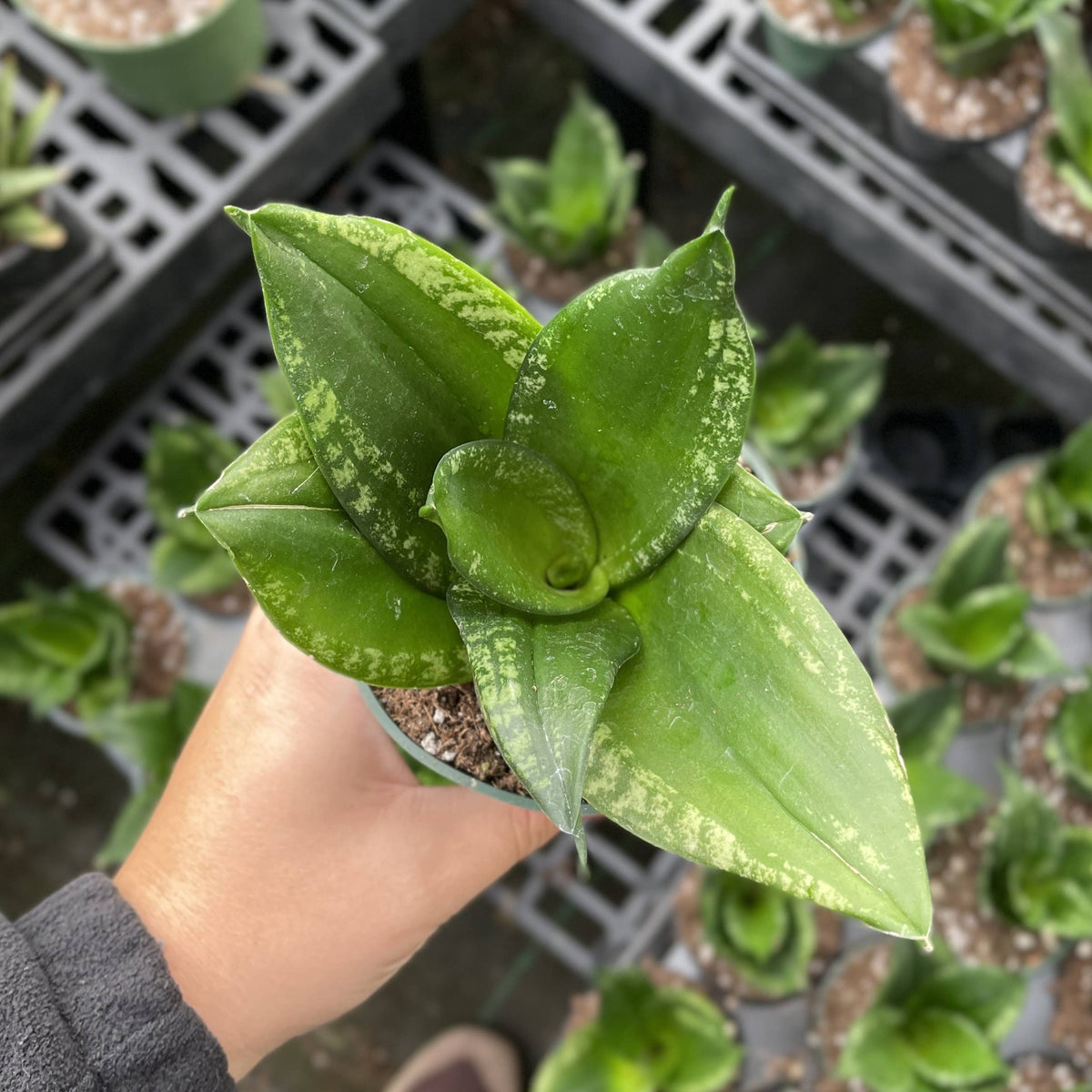 Whitney Snake Plant - 4" Live Plant