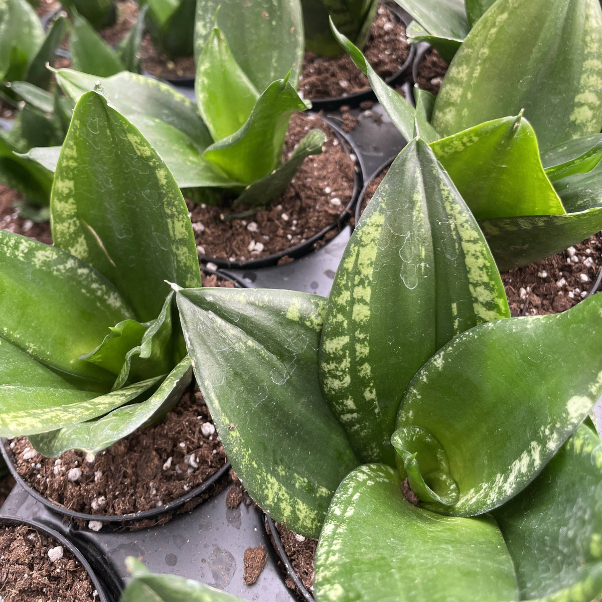 Whitney Snake Plant - 4" Live Plant