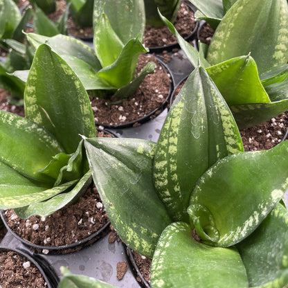 Whitney Snake Plant - 4" Live Plant