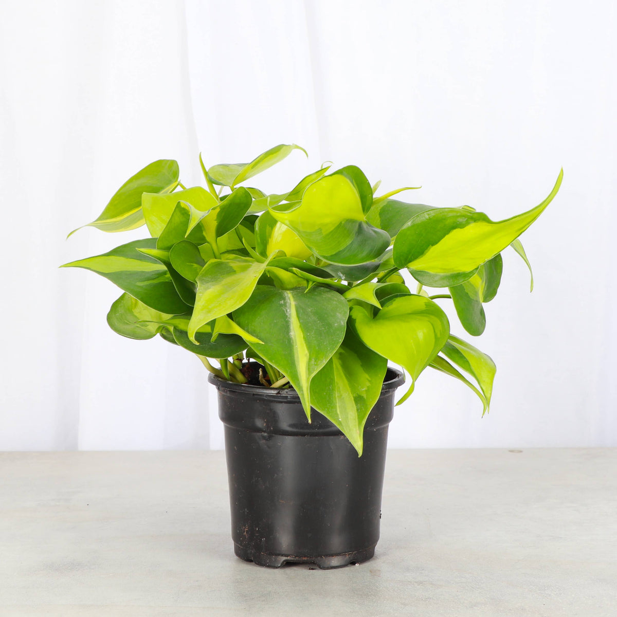 Brazil Philodendron - Live Plant