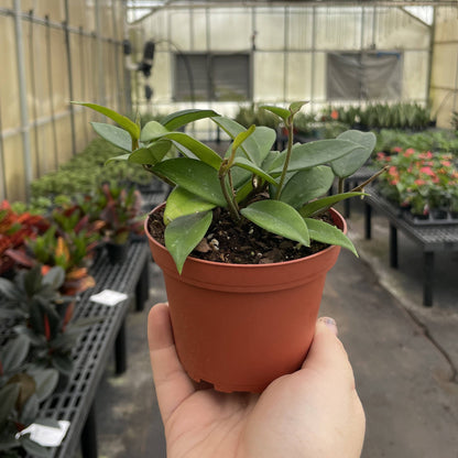 Live Hoya Plant - Assorted Variety - 4" Nursery Pot