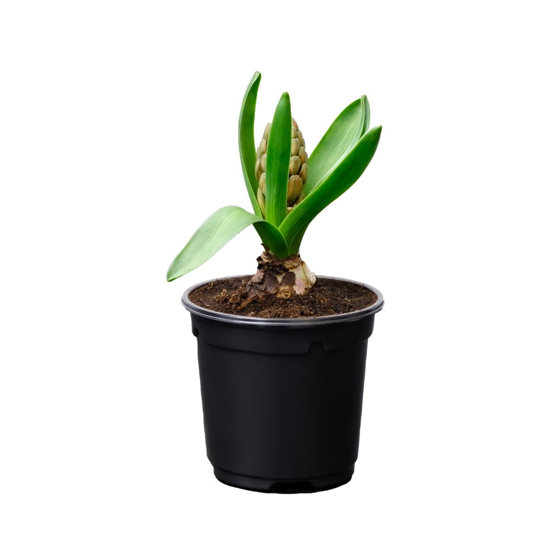 Spring Hyacinth - Blooming Live Plant - Assorted Colors