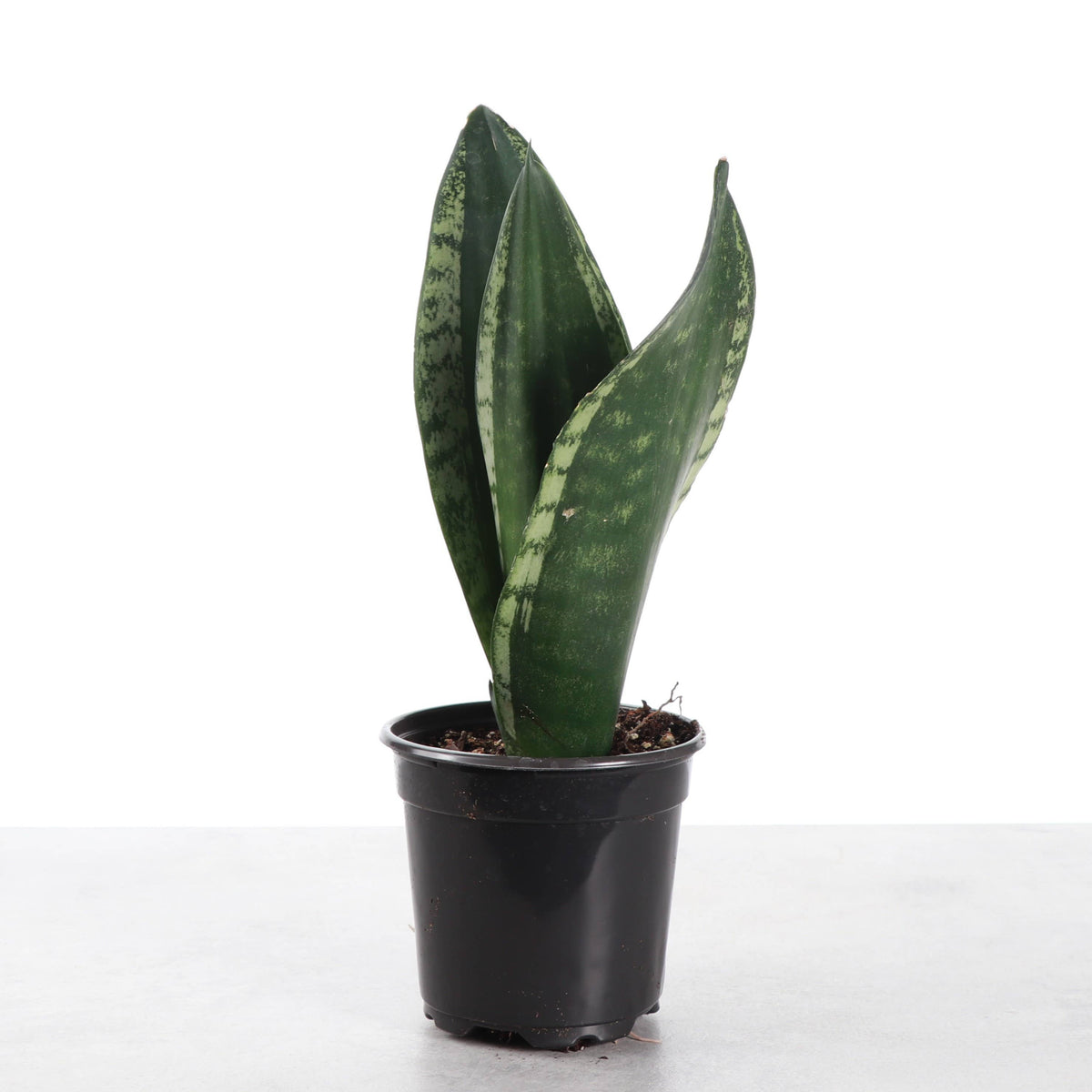 Whitney Snake Plant - 4" Live Plant