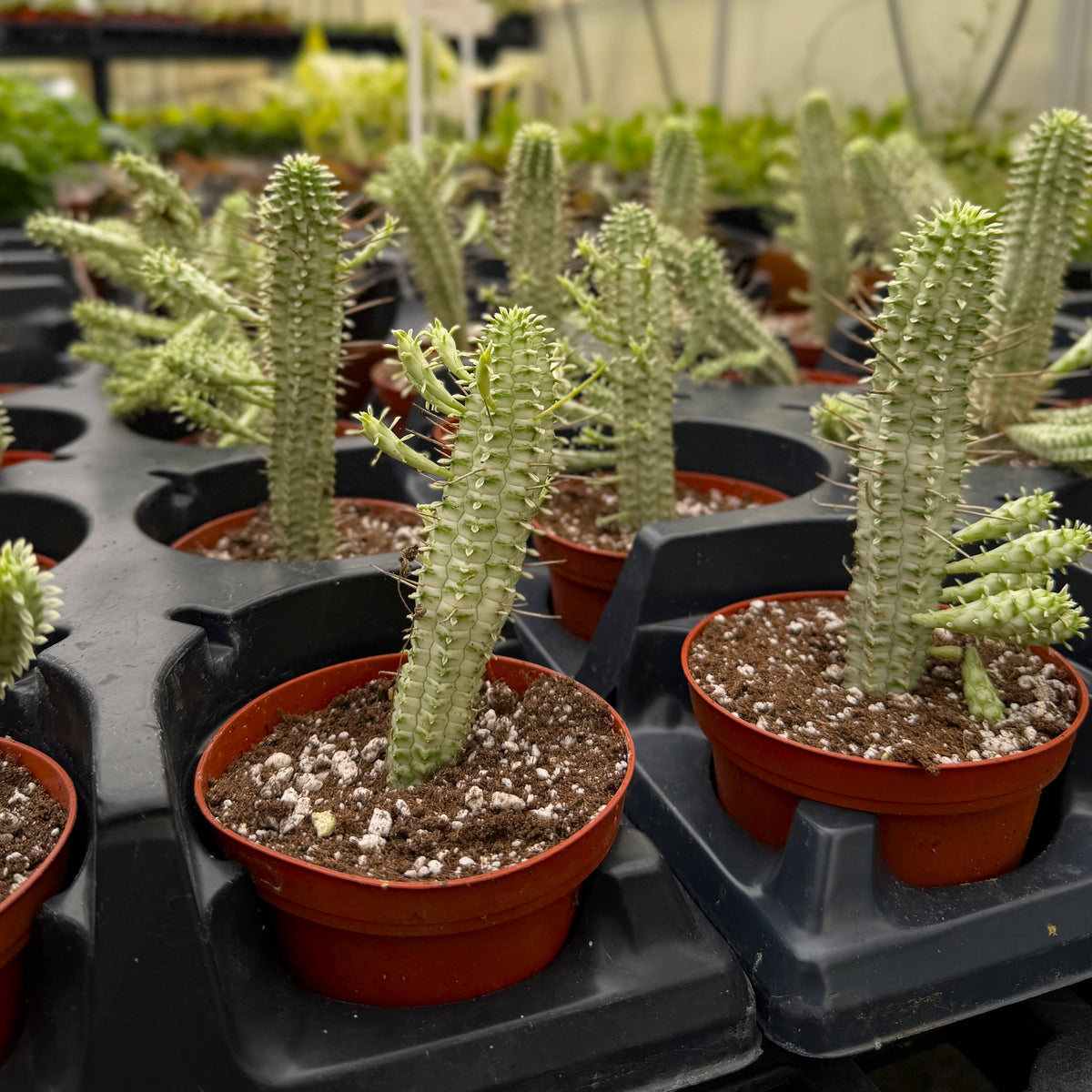 Variegated Corn Cob Succulent Cactus - 4" Live Plant
