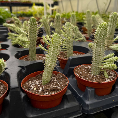 Variegated Corn Cob Succulent Cactus - 4" Live Plant
