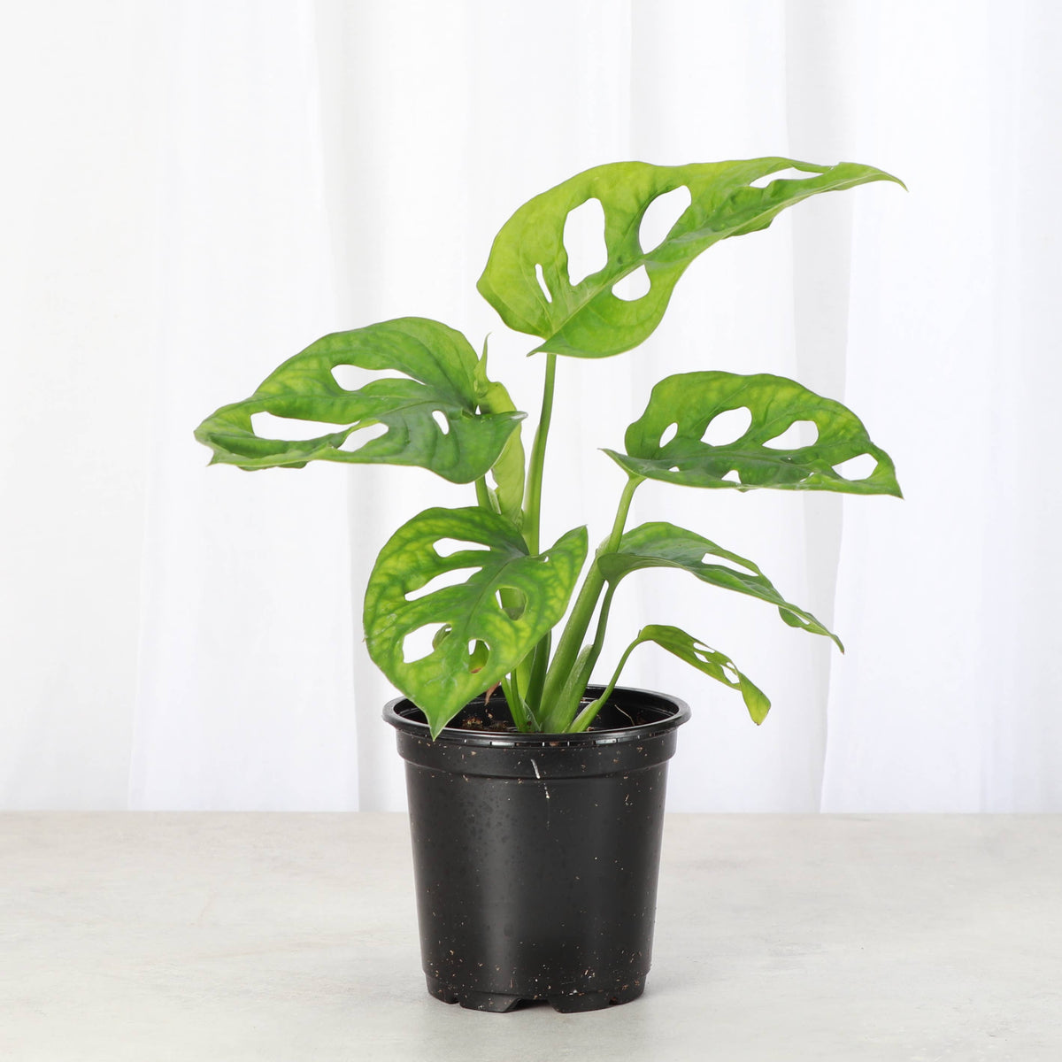 Swiss Cheese Plant, Monstera Adansonii - Live Plant