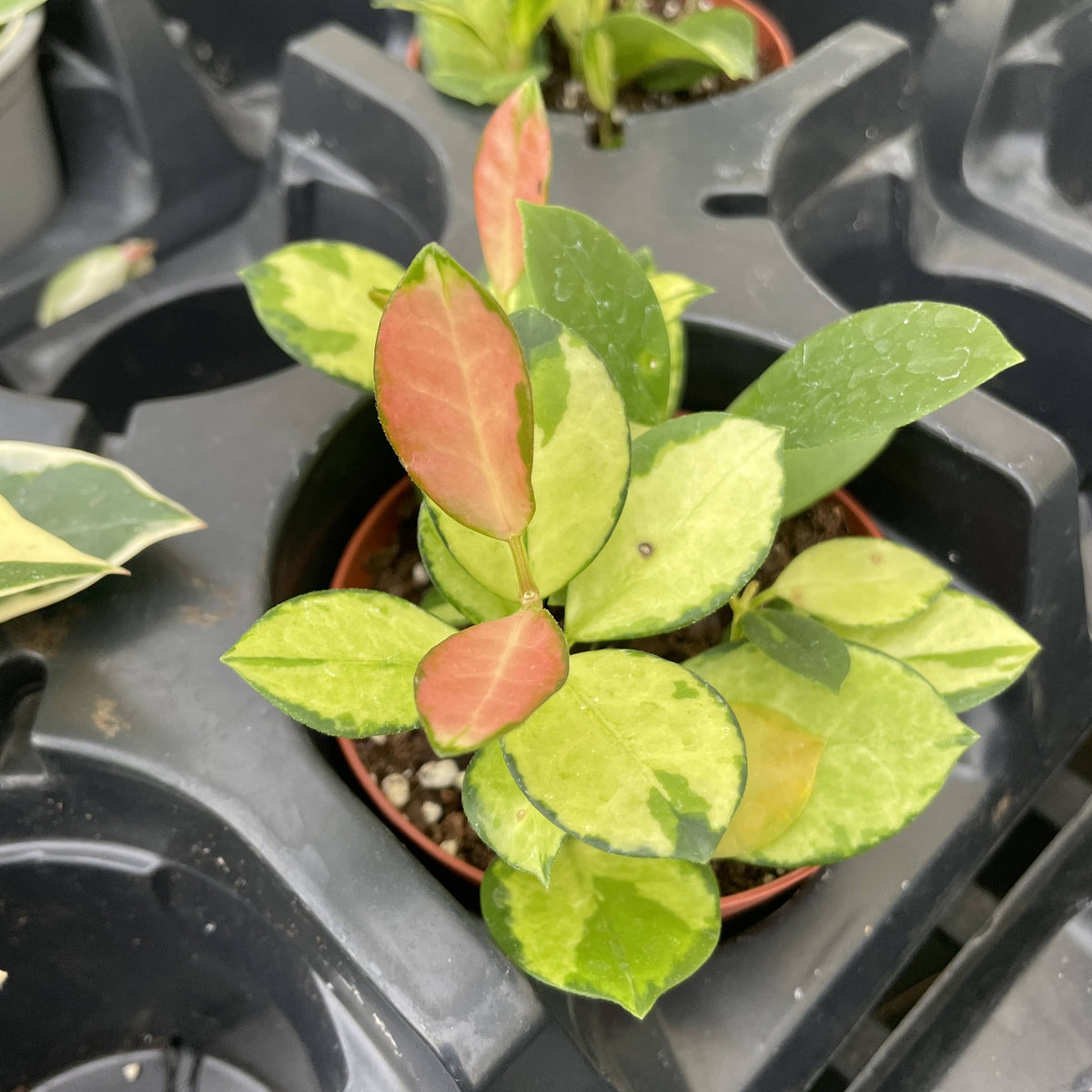 Live Hoya Plant - Assorted Variety - 4" Nursery Pot