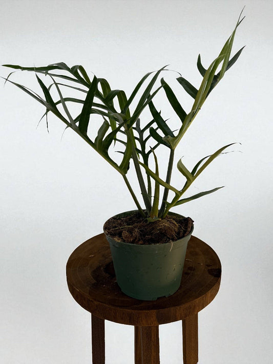 Philodendron Tortum