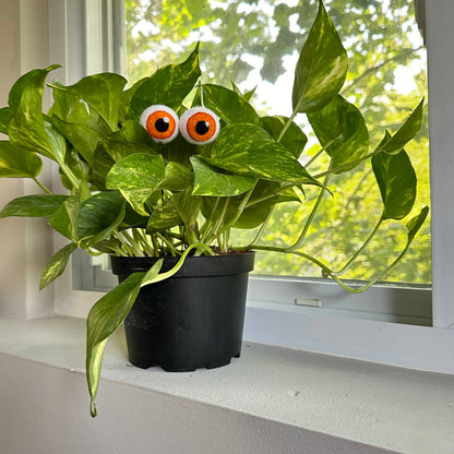 Plant Eyeballs- Choose your colors and quantity