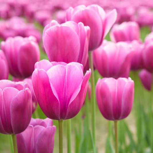 Spring Tulips - Blooming Live Plant - Assorted Colors