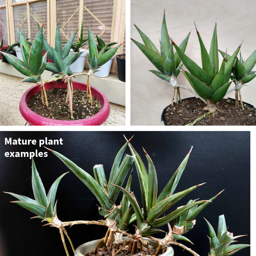 Sansevieria Pinguicula - Walking Snake Plant - 3" Live Plant