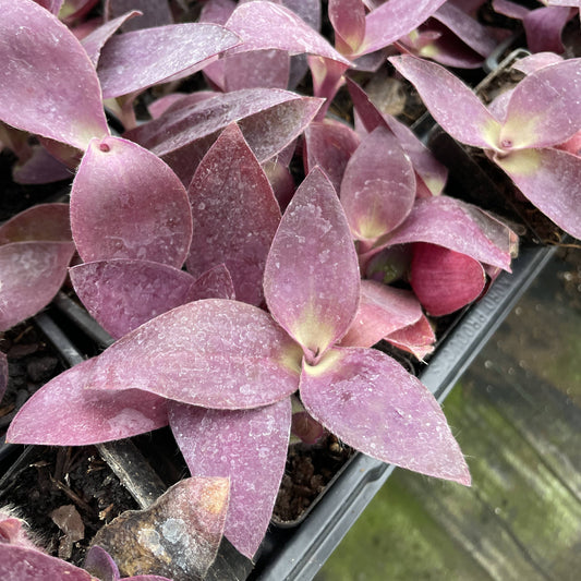Tradescantia Purple Queen - 4" Live Plant