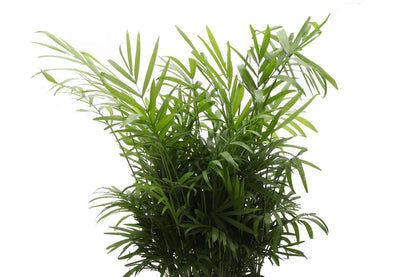 Neanthe Bella Palm, Parlor Palm - Live Plant